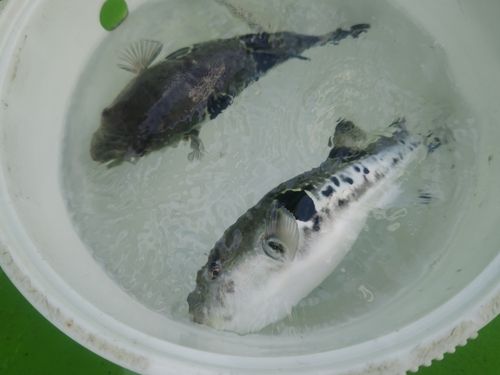 トラフグの釣果