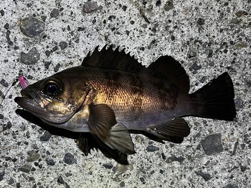 メバルの釣果