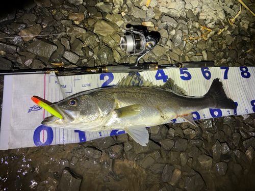 シーバスの釣果