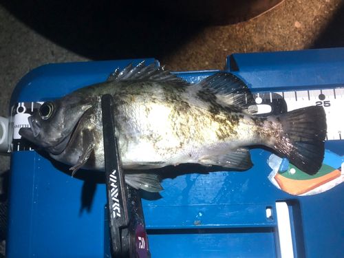メバルの釣果