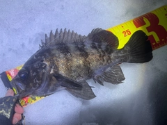 シロメバルの釣果