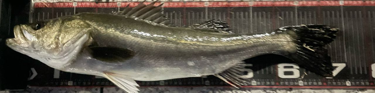 セイゴ（マルスズキ）