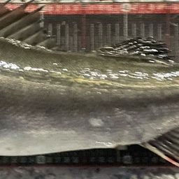 セイゴ（マルスズキ）