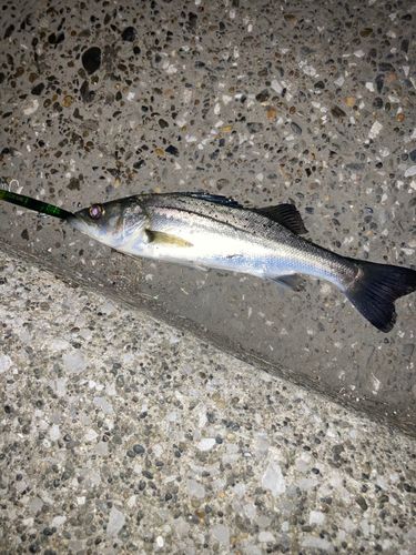 東京湾（アクアライン以北）