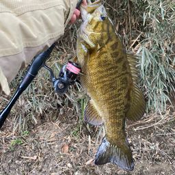 スモールマウスバス