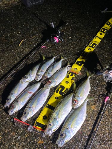 アジの釣果