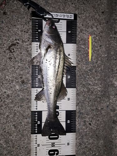 シーバスの釣果