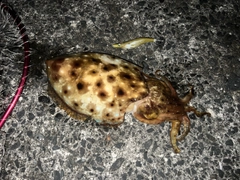 コブシメの釣果