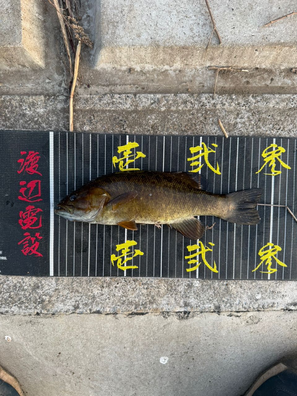 スモールマウスバス