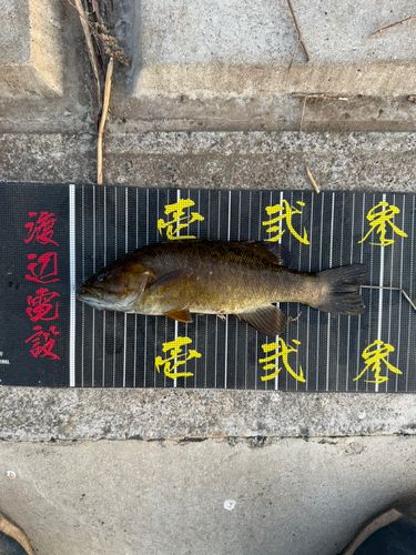 スモールマウスバスの釣果
