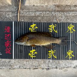 スモールマウスバス