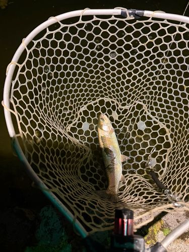 ベリーパーク in FISH ON! 王禅寺