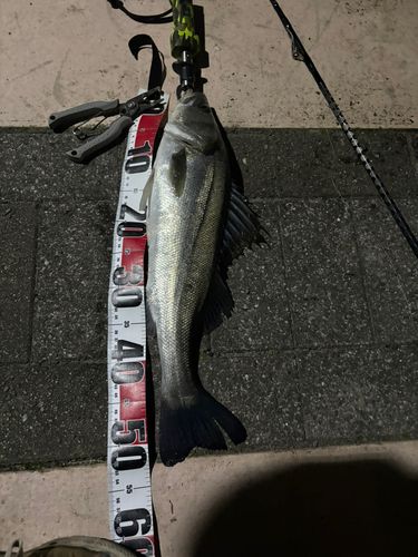 シーバスの釣果