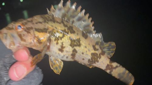 タケノコメバルの釣果