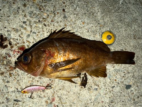 メバルの釣果