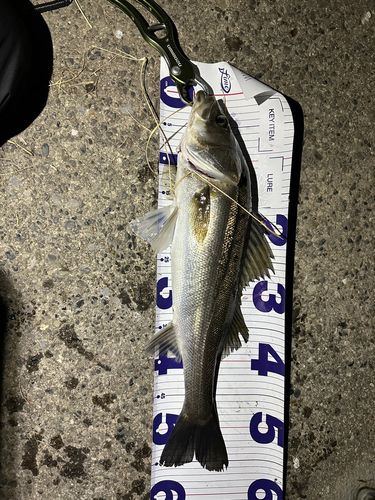 シーバスの釣果