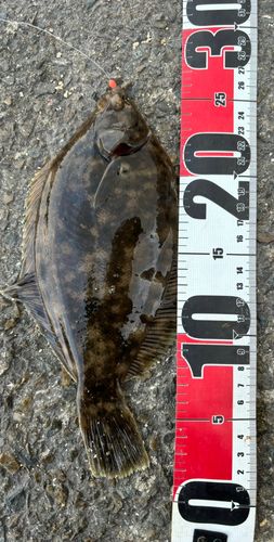 マコガレイの釣果