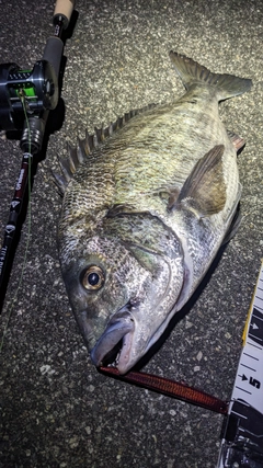 クロダイの釣果