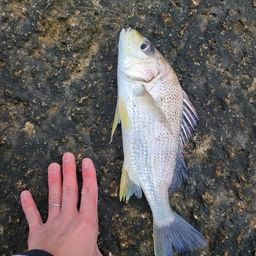 ホシミゾイサキ