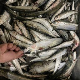 イワシ