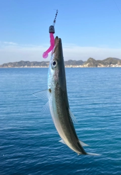 カマスの釣果