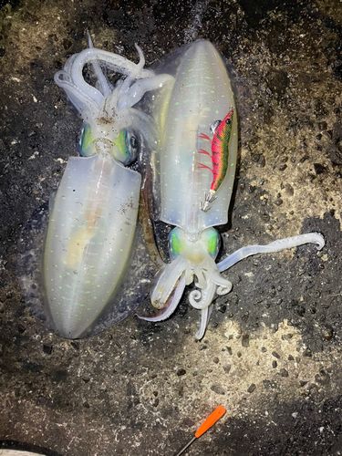 アオリイカの釣果