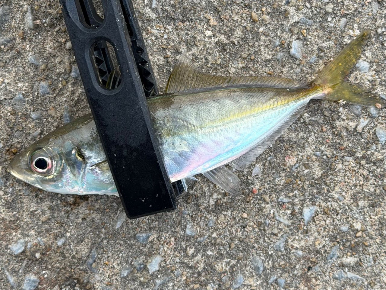 福岡県 の釣行 - アングラーズ | 釣果600万件の魚釣り情報サイト