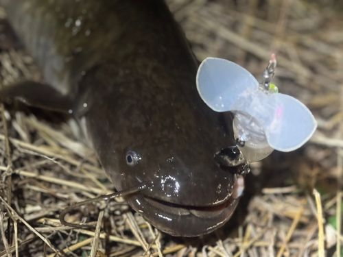 ナマズの釣果