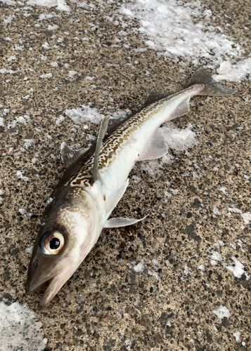 スケトウダラの釣果