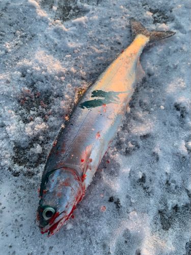 カラフトマスの釣果