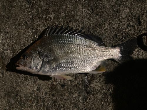 キビレの釣果