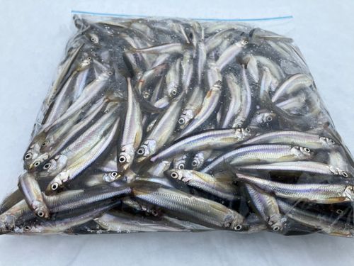 ワカサギの釣果