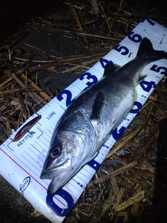 シーバスの釣果