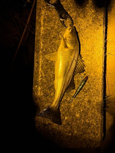 フッコ（マルスズキ）の釣果