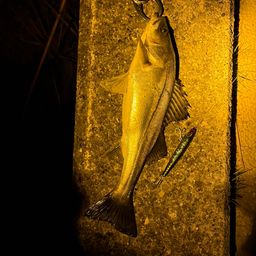 フッコ（マルスズキ）