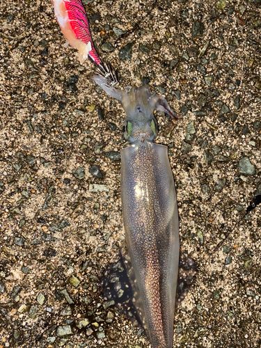 ヤリイカの釣果