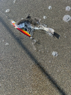 ニベの釣果