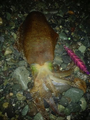 アオリイカの釣果