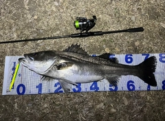 シーバスの釣果