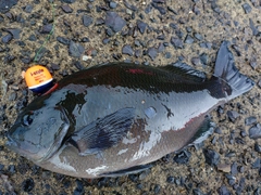 クチブトグレの釣果