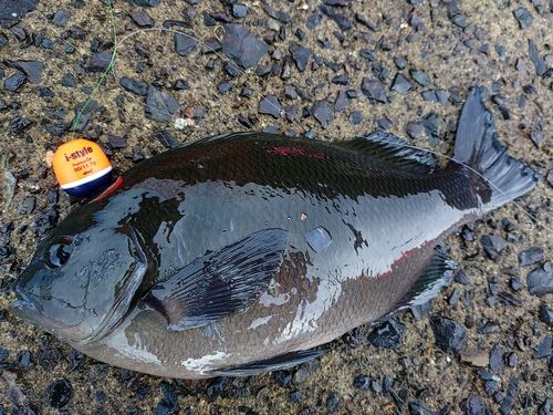 クチブトグレの釣果