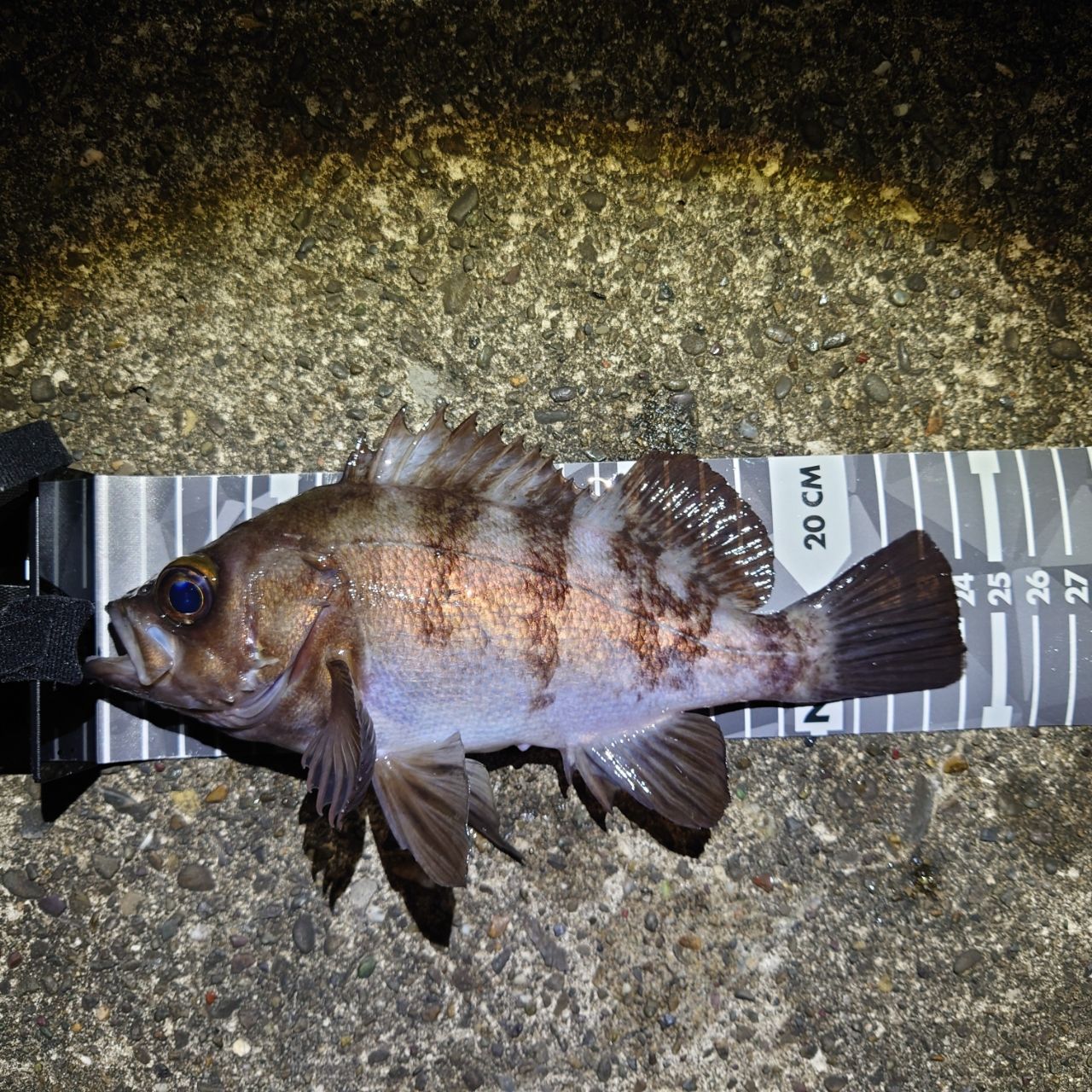 SHIMANO 22ソアレ SS アジング S64UL-Sの最安値・インプレ・釣果