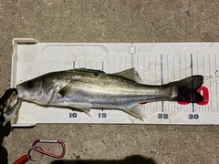 セイゴ（マルスズキ）の釣果