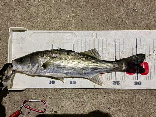 セイゴ（マルスズキ）の釣果