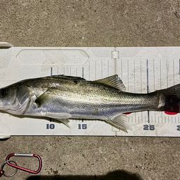 セイゴ（マルスズキ）