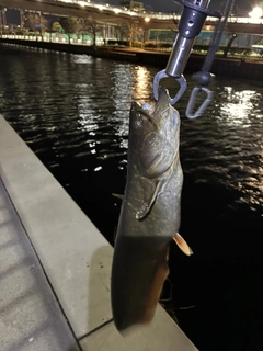 ナマズの釣果