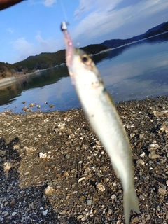 ボラの釣果