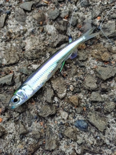 キビナゴの釣果