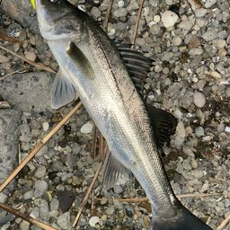 セイゴ（マルスズキ）