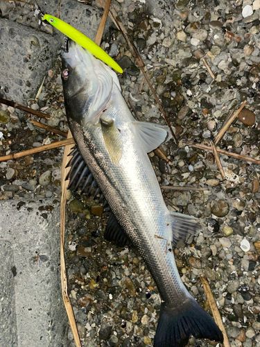 セイゴ（マルスズキ）の釣果